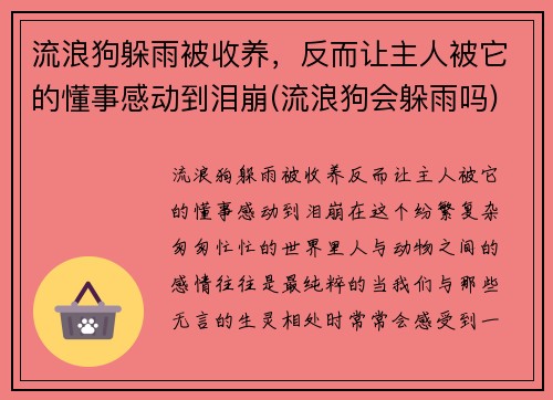 流浪狗躲雨被收养，反而让主人被它的懂事感动到泪崩(流浪狗会躲雨吗)